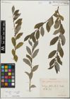 Foto von Salix glabra Scop. x Salix myrsinifolia Salisb.